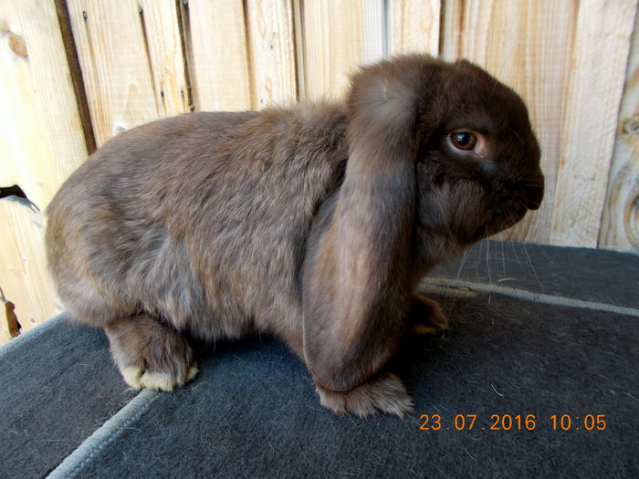 self chin & lila mantulat