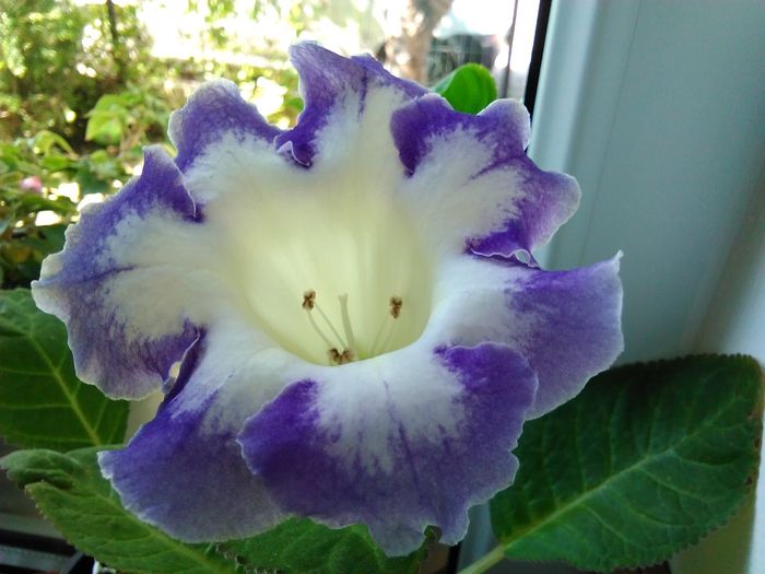 IMG_20160723_104829 - gloxinia 2016