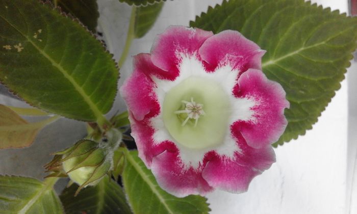 20160723_113205 - Flori 2016