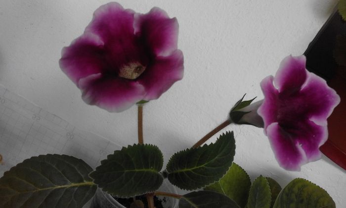 20160723_113707 - Flori 2016