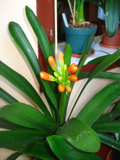 flori de vara (2) - clivia in 2016