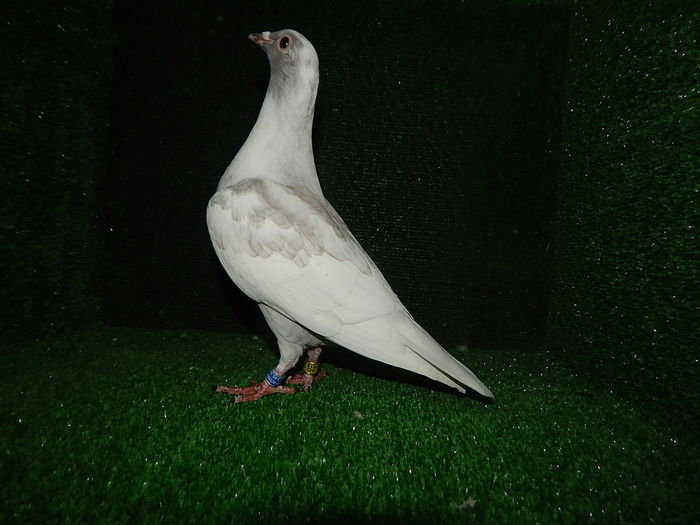 Reduced spread Solzata