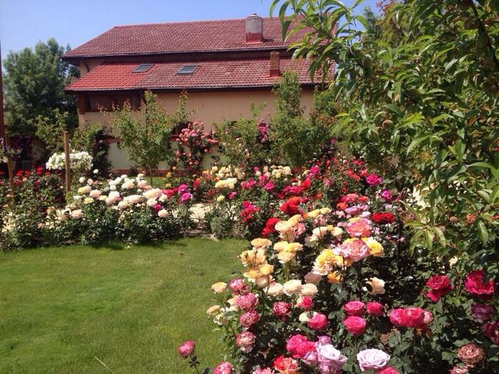 image; Gradina mea
