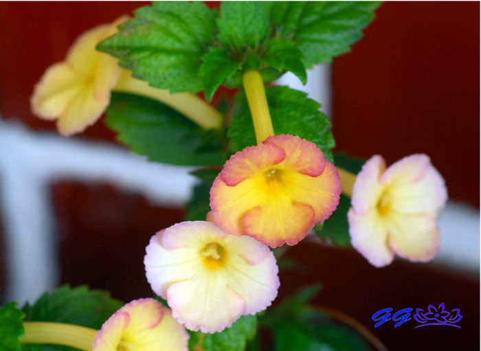 Honey Queen - 07 Achimenes 2016