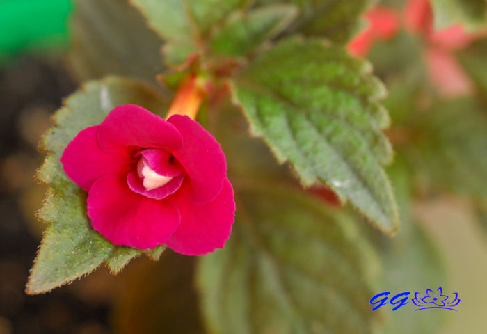 Nocturne - 07 Achimenes 2016