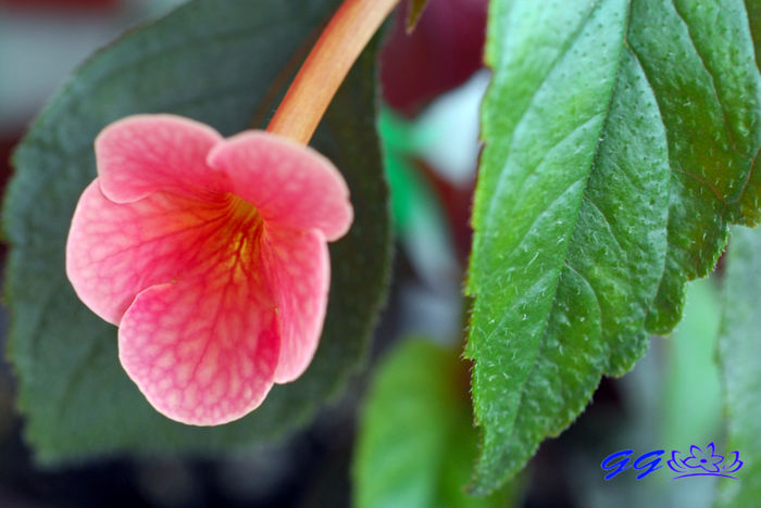 Terracota - 07 Achimenes 2016