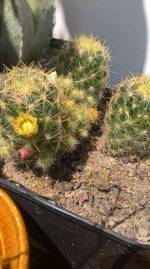 WP_20160723_13_44_09_Pro - cactusi infloriti 2016