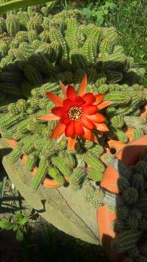 WP_20160723_13_46_26_Pro - cactusi infloriti 2016