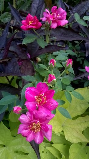 WP_20160721_088 - Blue Peter
