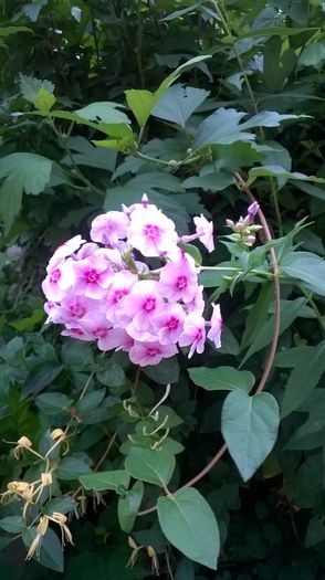 WP_20160719_014 - Phlox si alte perene