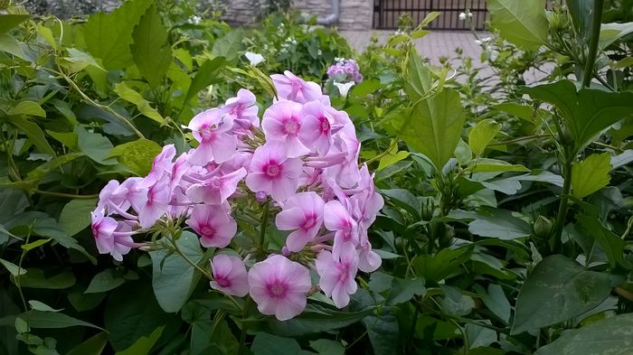 WP_20160719_016 - Phlox si alte perene