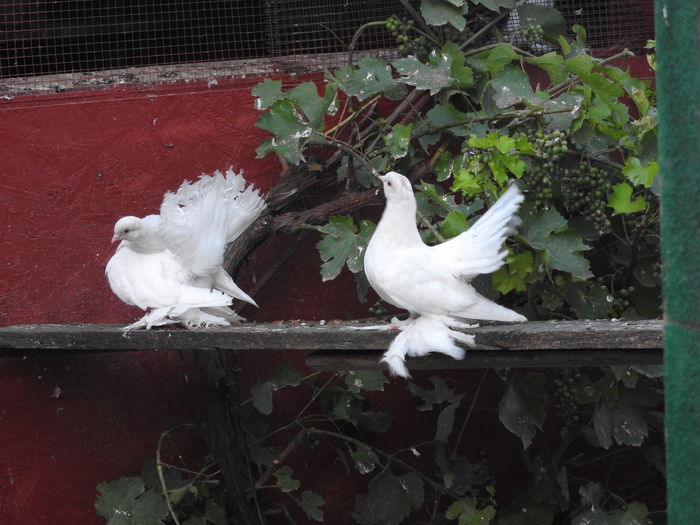  - 07 -- Rostow argintiu