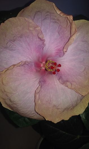 20160723_143945 - Heart s Desire