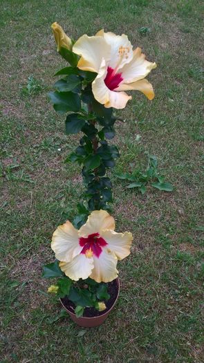 WP_20160723_14_30_40_Pro - Hibiscus Boreas White