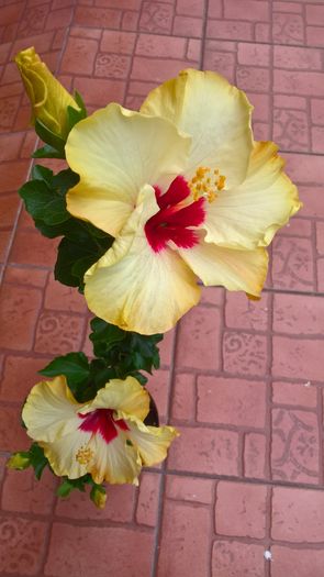 WP_20160723_15_33_59_Pro - Hibiscus Boreas White