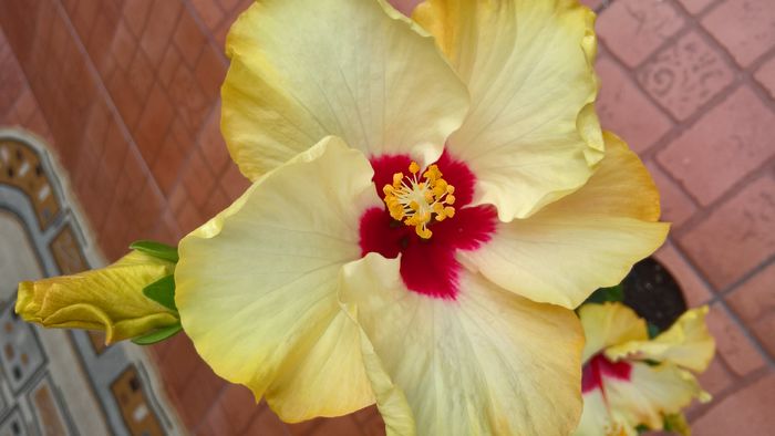 WP_20160723_15_34_15_Pro - Hibiscus Boreas White