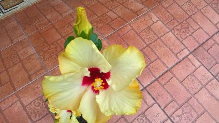 WP_20160723_15_34_26_Pro - Hibiscus Boreas White