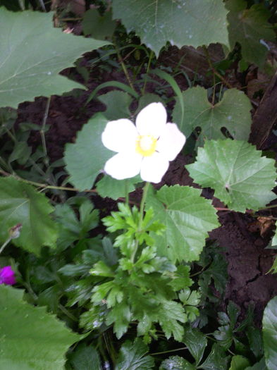 IMG_20160705_200108 - 01-Flori din curtea mea 2016