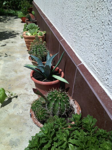 Suculente - 01-Flori din curtea mea 2016