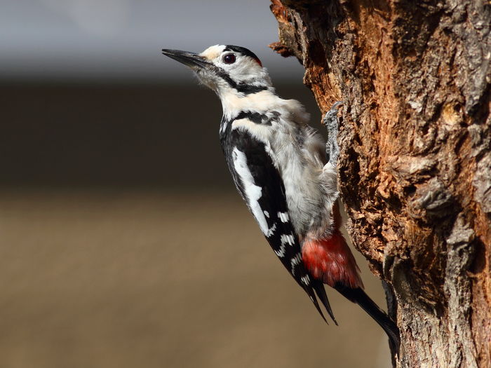 Ciocanitoarea de gradina ( Dendrocopos syriacus ) - Animale salbatice din Romania