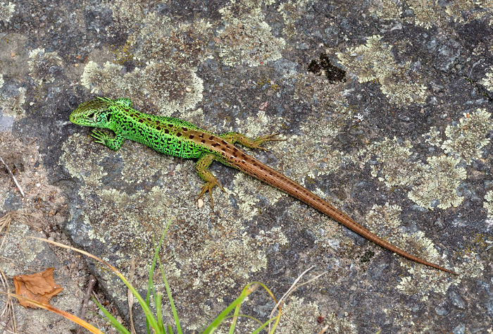 Soparla de camp ( Lacerta agilis ) - Animale salbatice din Romania