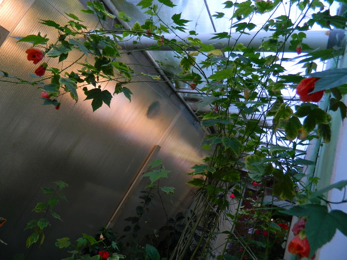 DSCN2549 - 2016 IULIE 2