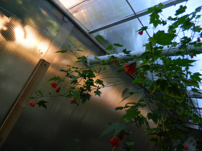 DSCN2550 - 2016 IULIE 2