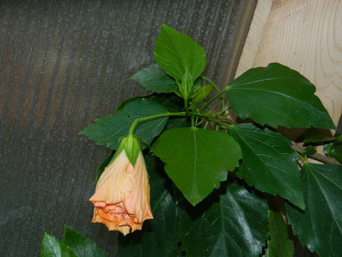 DSCN2551 - 2016 IULIE 2