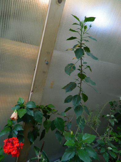 DSCN2552 - 2016 IULIE 2