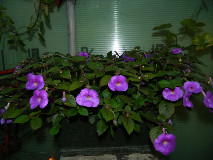 DSCN2554 - 2016 IULIE 2