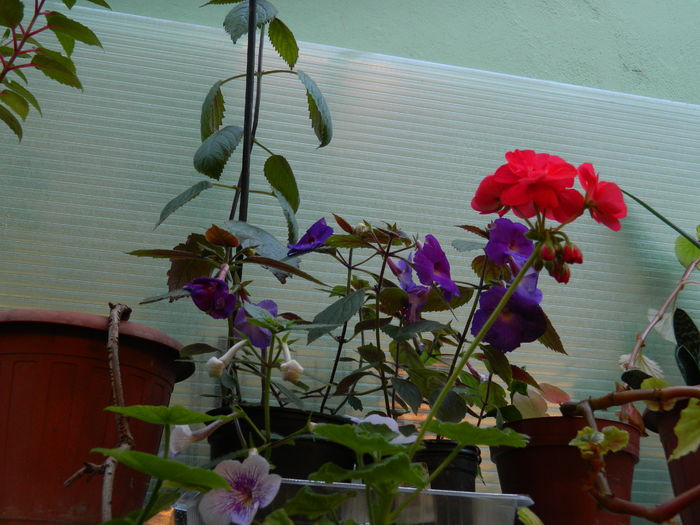 DSCN2555 - 2016 IULIE 2