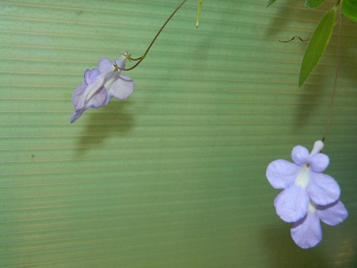 DSCN2557 - 2016 IULIE 2