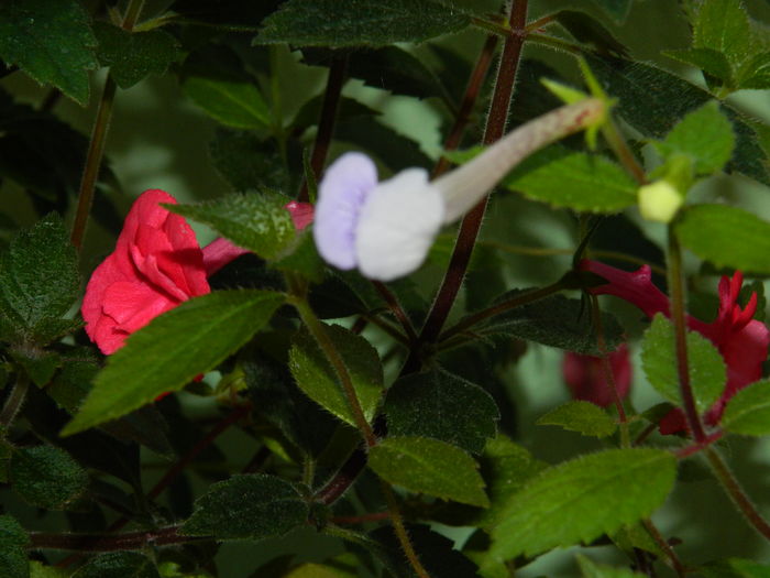 DSCN2560 - 2016 IULIE 2