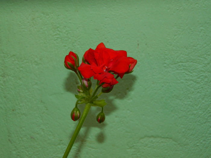 DSCN2569 - 2016 IULIE 2