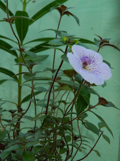 DSCN2570 - 2016 IULIE 2