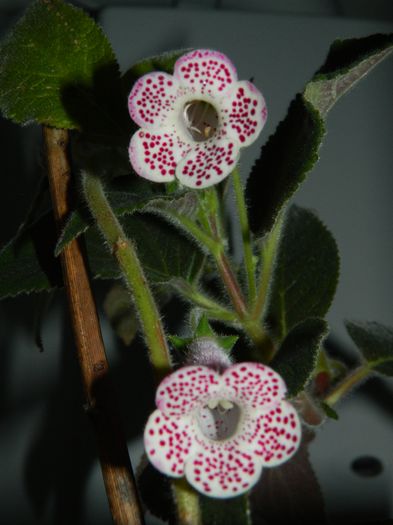 DSCN2571 - 2016 IULIE 2