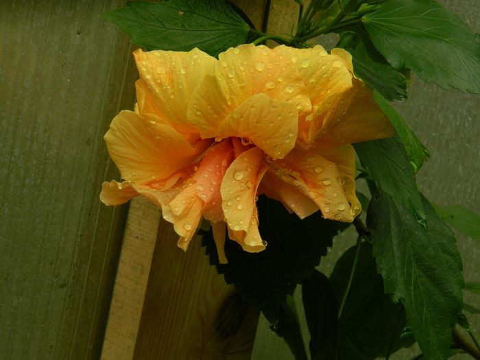 DSCN2572 - 2016 IULIE 2