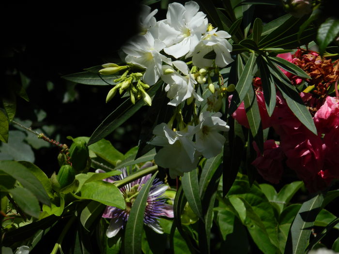 DSCN2577 - 2016 IULIE 2