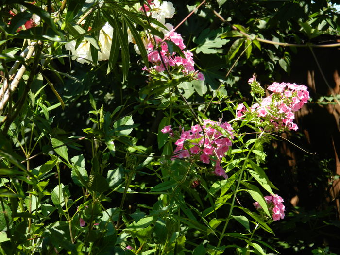 DSCN2579 - 2016 IULIE 2