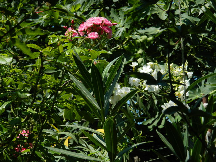 DSCN2580 - 2016 IULIE 2