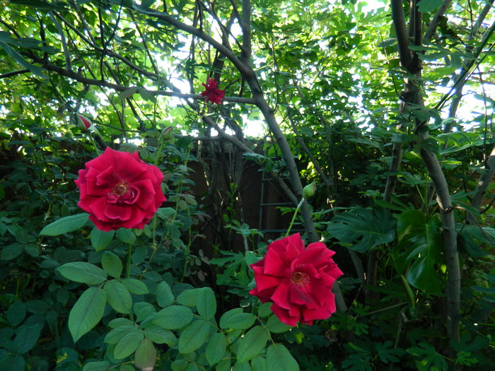 DSCN2590 - 2016 IULIE 2