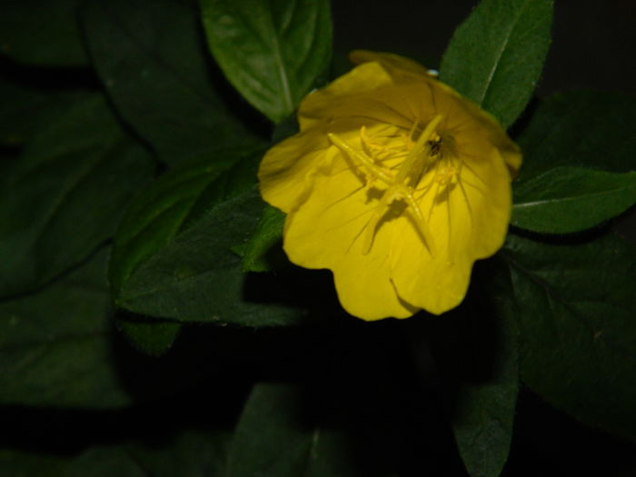 DSCN2591 - 2016 IULIE 2