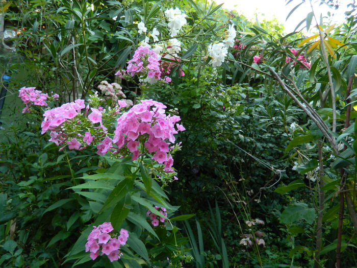 DSCN2594 - 2016 IULIE 2