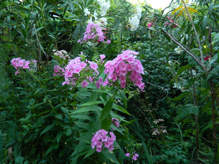 DSCN2595 - 2016 IULIE 2