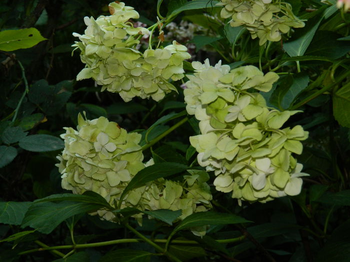 DSCN2602 - 2016 IULIE 2