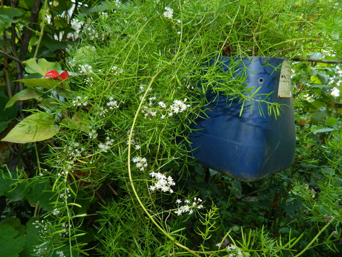 DSCN2603 - 2016 IULIE 2