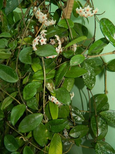 DSCN2604 - 2016 IULIE 2