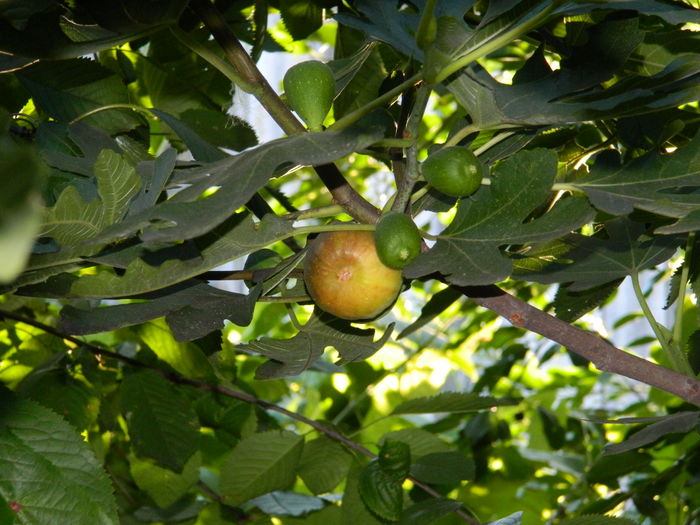 DSCN2608 - 2016 IULIE 2