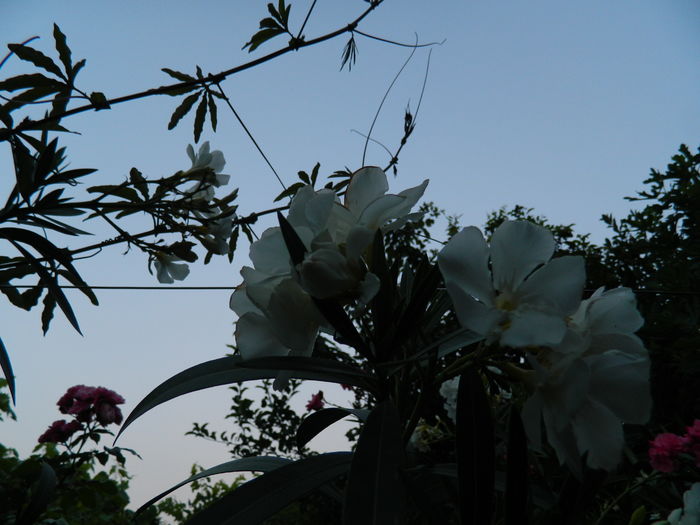 DSCN2632 - 2016 IULIE 2