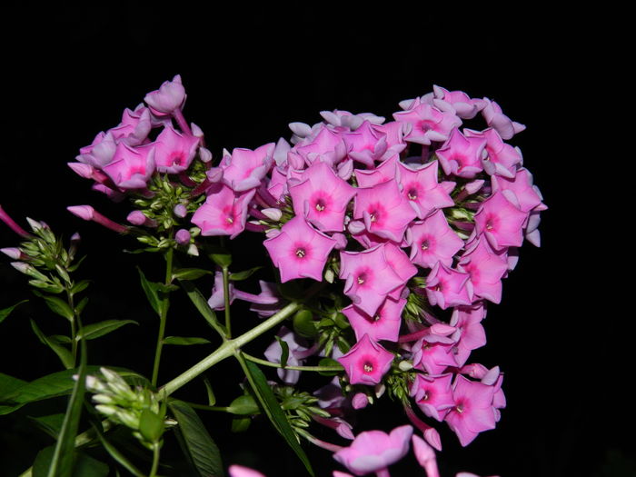 DSCN2636 - 2016 IULIE 2